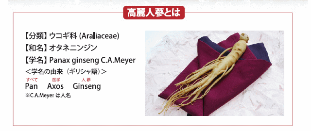 高麗人参とは